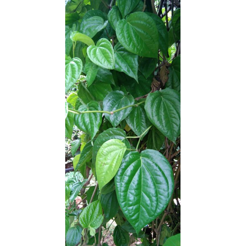 

daun sirih segar