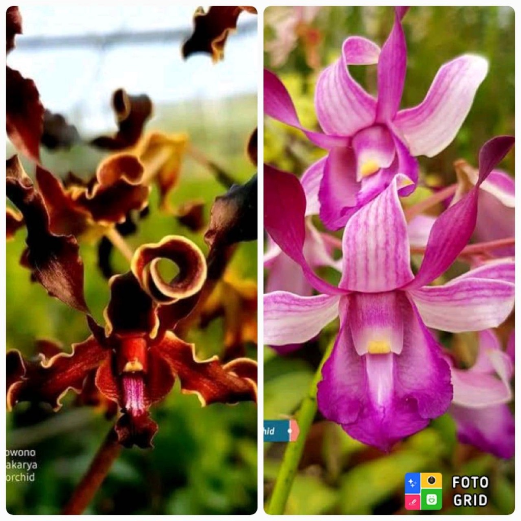 Seedling Anggrek Dendrobium Yuwono Mega Karya x Taurinum