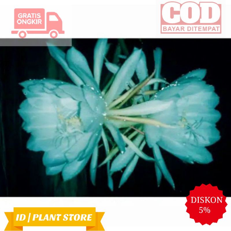 Bibit bunga wijaya kusuma biru-wijaya kusuma biru-tanaman hidup-bunga murah