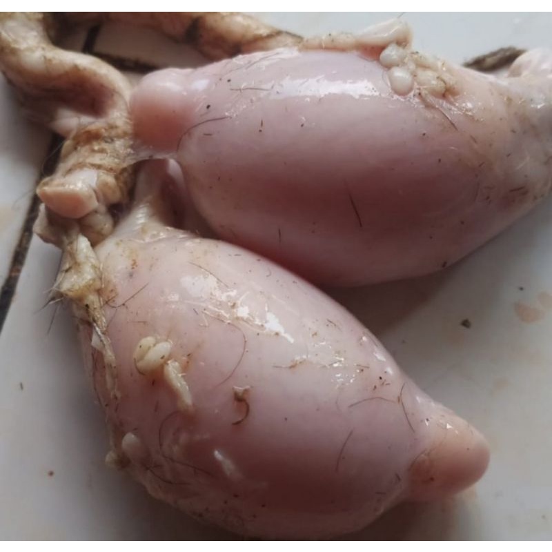 

Daging Kelamin Torpedo Kambing Muda ( 1 Kelamin - 2 Telor ).