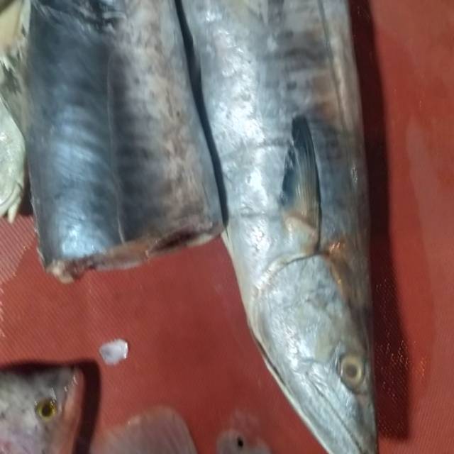 Ikan Tenggiri Fresh