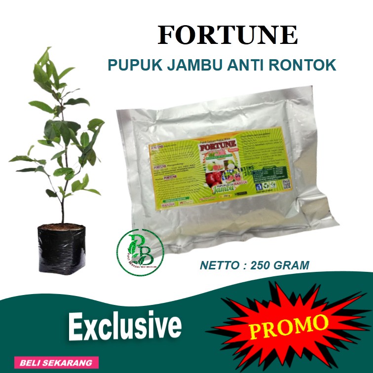 Pupuk Jambu Mete, Nutrisi Alami Buah Jambu Mede Berbuah Lebat
