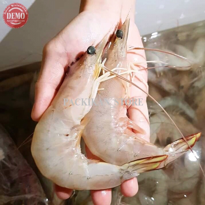 Jual Udang Jerbung Segar Udang Laut Fresh Kualitas Garansi Segar Shopee Indonesia 