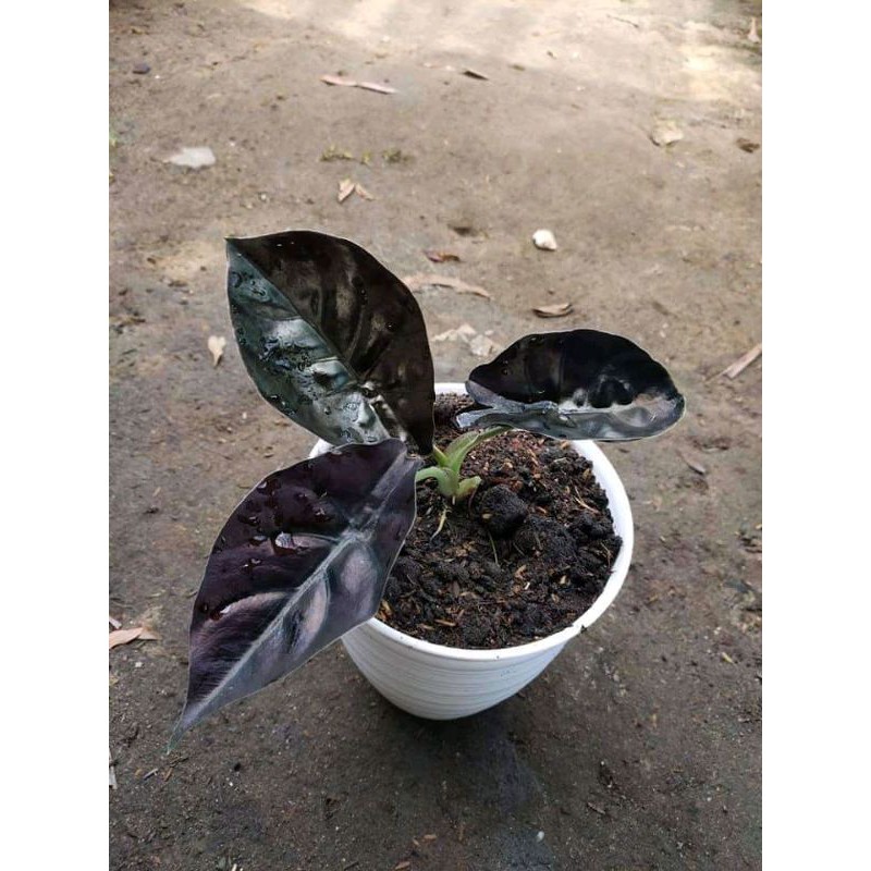 alocasia infernalis black indo (remaja)