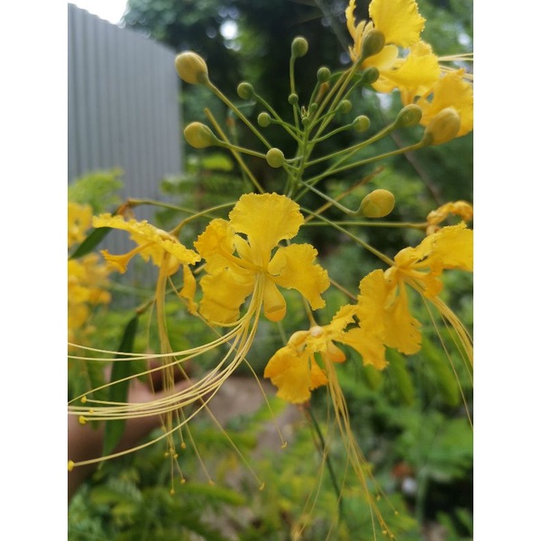 Tanaman hias kembang merak kuning / Caesalpinia pulcherrima yellow ( pakan lebah, klanceng dan trigo