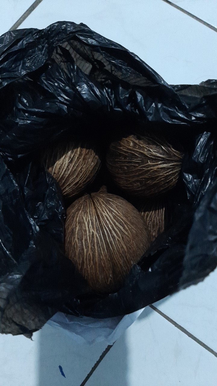 Free Ongkir Pengusir Tikus Alami Buah Simpalak Lebih Alami Dr Riddex Diskon Murah