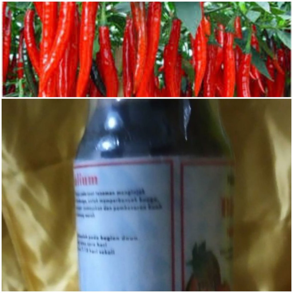 Pupuk Perangsang Bunga/Buah Cabe Agar Buahnya Lebat Plus Anti Rontok