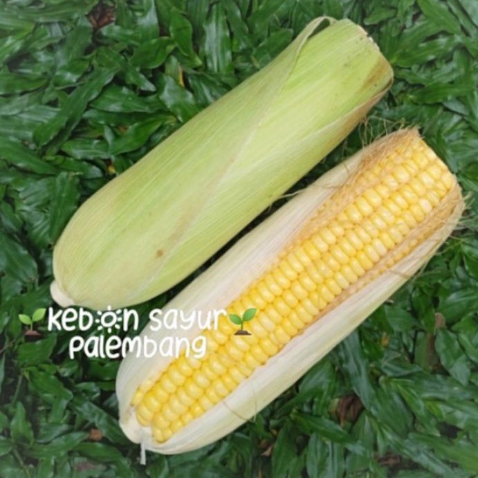 

Buah Segar Jagung Manis per pcs