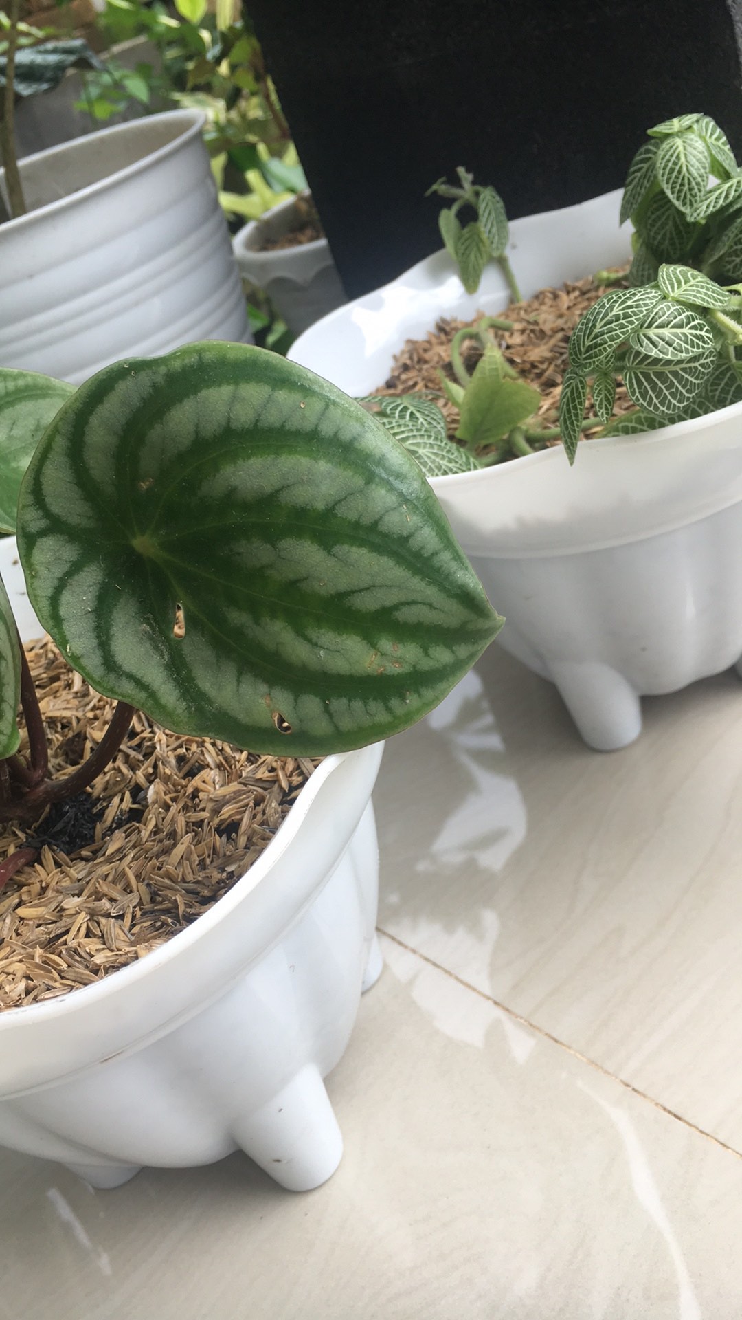 Pot Bunga Kaki Plastik 20 Cm