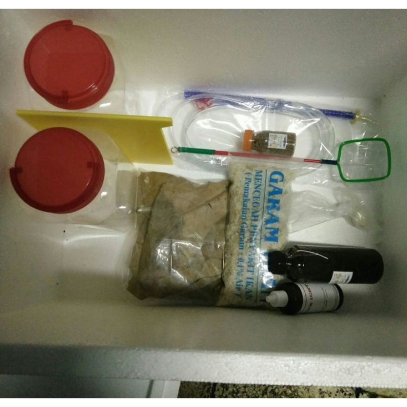 Paket breeding ikan cupang/Paket breed cupang terlengkap/Cupang sepair