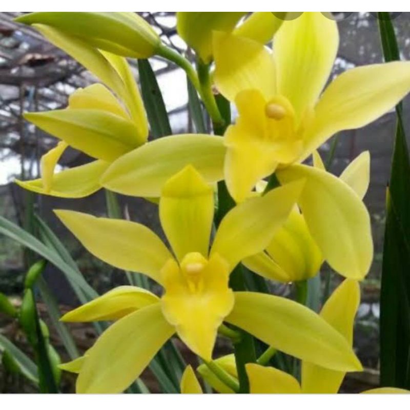 cymbidium golden boy