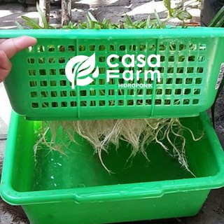 Starter Kit Hidroponik  Paket Hidroponik  Pemula Keranjang  