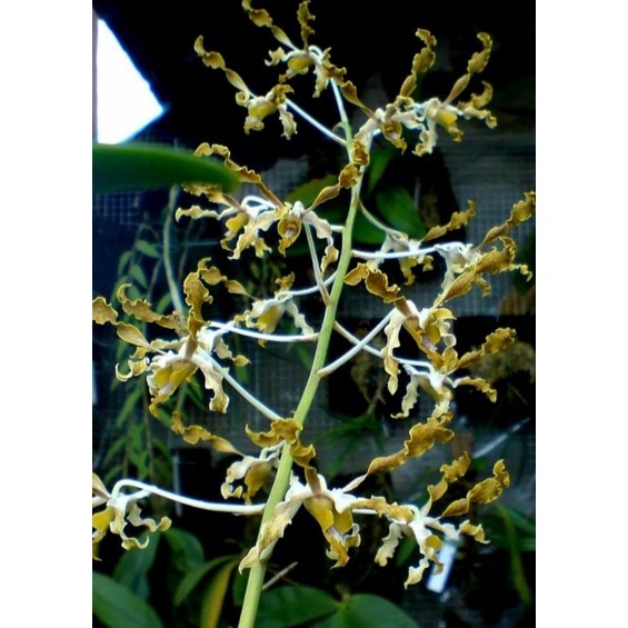 Paket hemat 10 plant Dendrobium discolor tanimbar