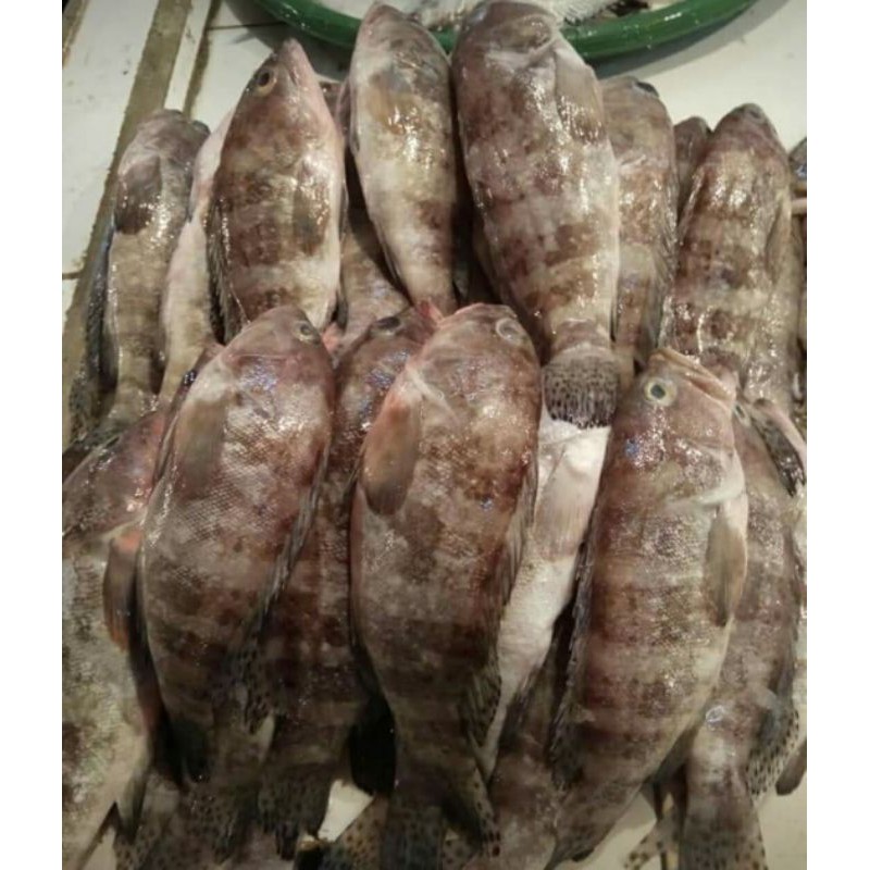 

ikan kerapu/500grm