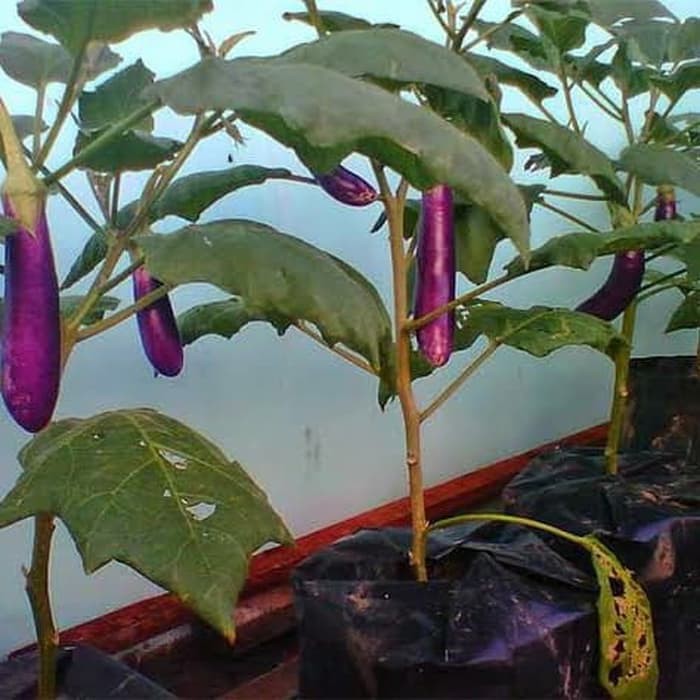 tanaman terong ungu siap berbuah