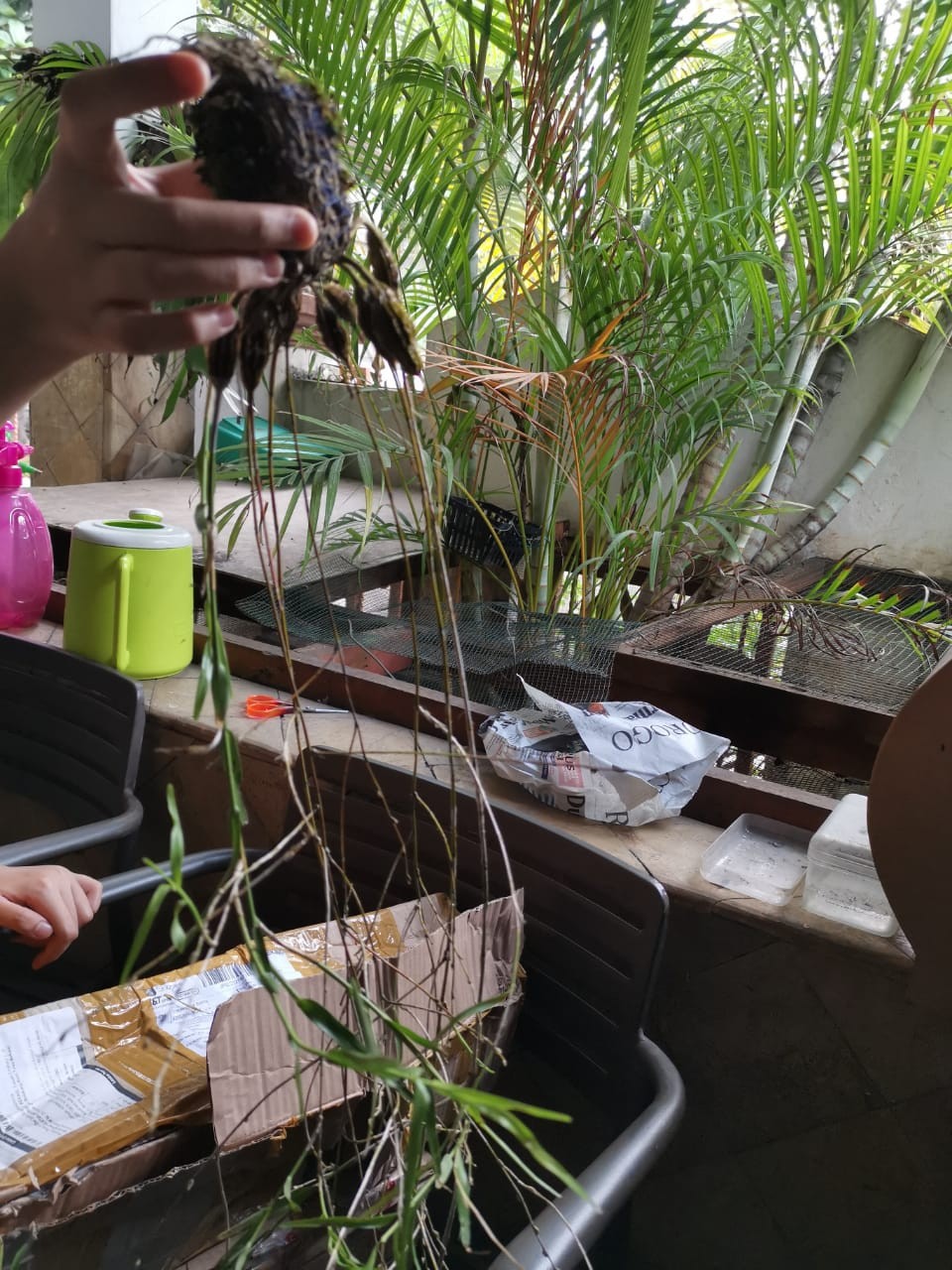 Anggrek Dendro Linearifolium