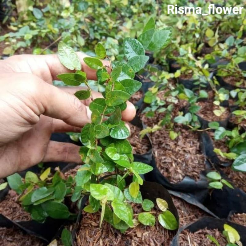 POHON DOLAR KECIL RAMBAT / DOLAR RAMBAT DAUN KECIL