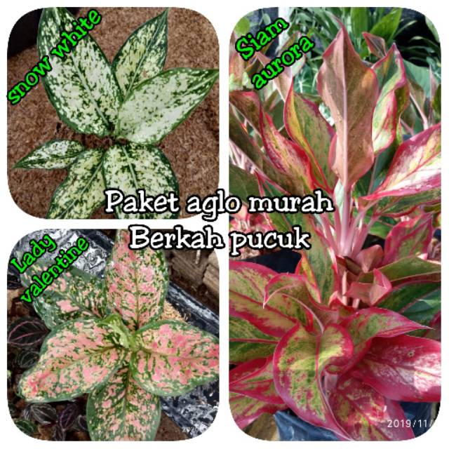 Paket aglo murah tanaman hias murah bunga cantik bunga dalam ruangan aglo indah paket super hemat
