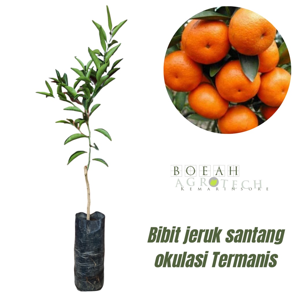 bibit jeruk santang madu/jeruk mandarin