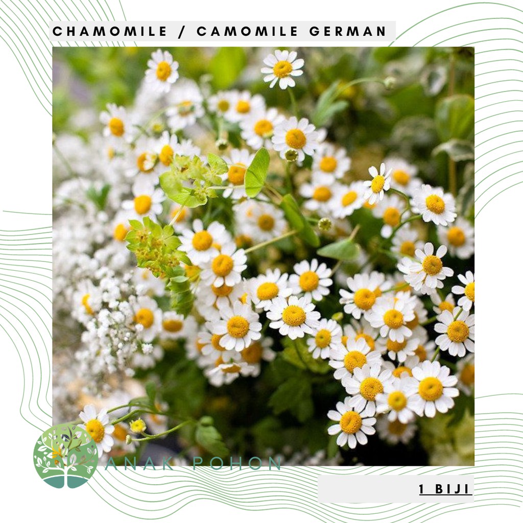 Benih Bibit Biji - Bunga Common Chamomile German Camomile Flower Seeds - IMPORT