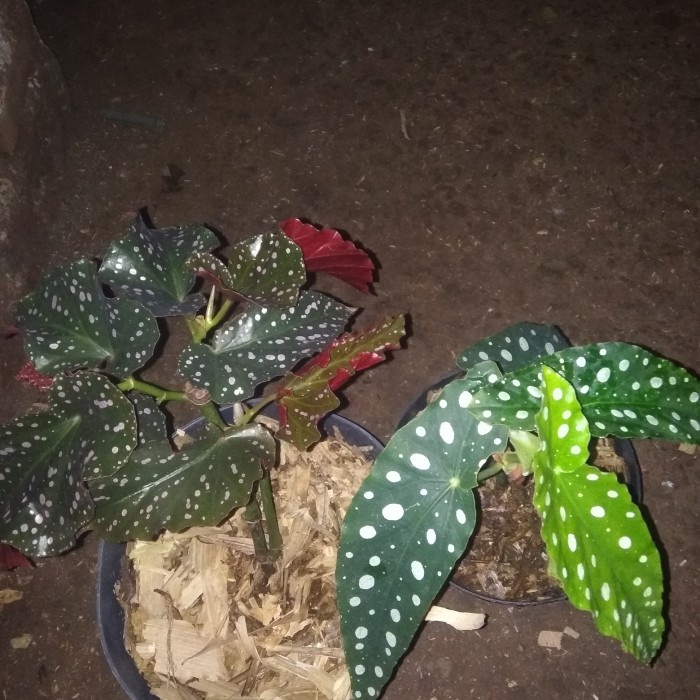 

tanaman hias paketan begonia fullkadot vs moca