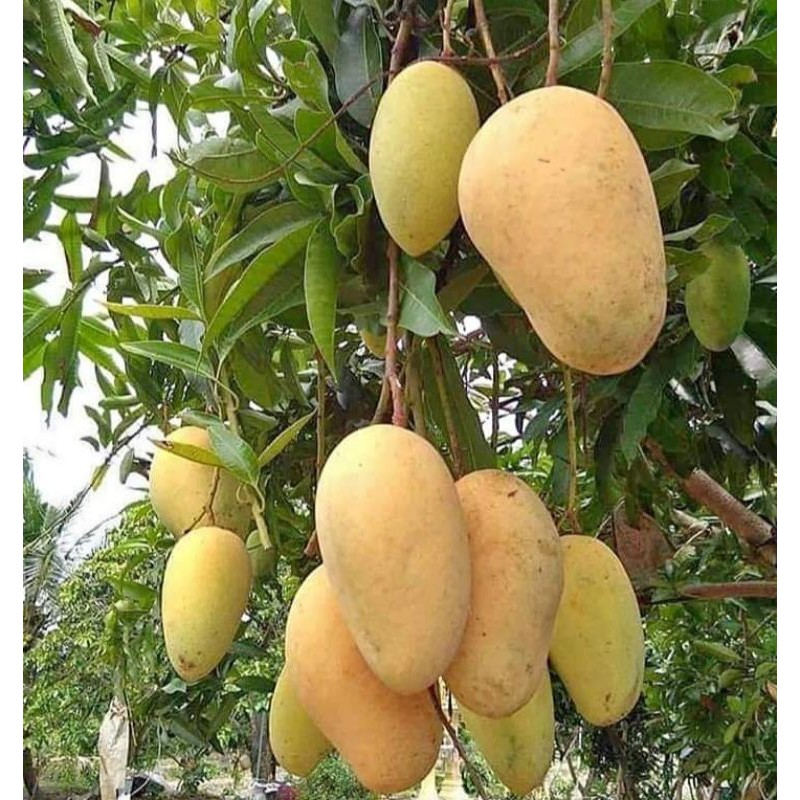 

MANGGA MADU OKULASI SUPER BERKUALITAS