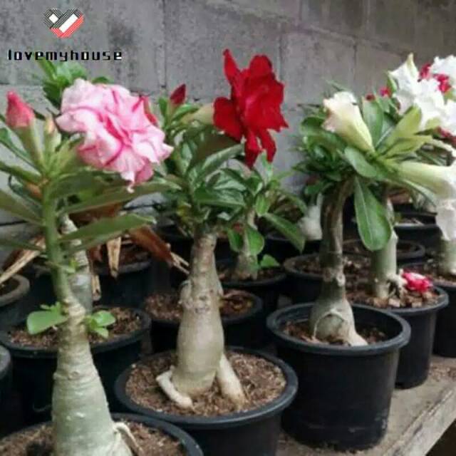 Biji Benih Bonsai Kamboja Jepang Tumpuk Shopee Indonesia