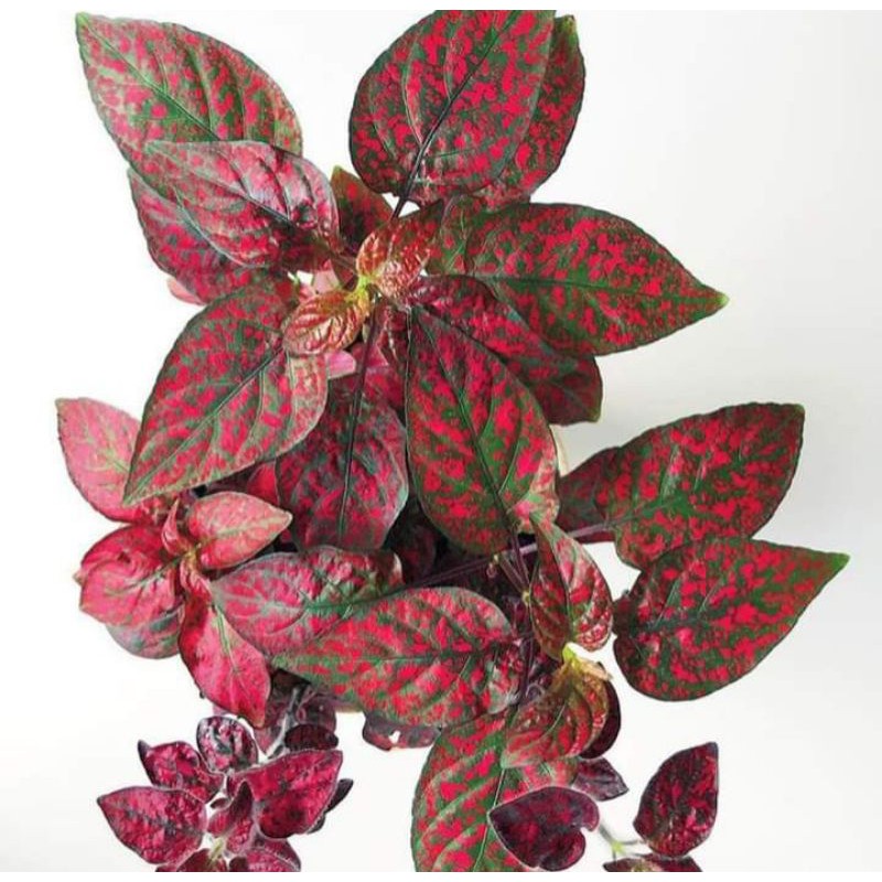 Bibit hypoestes Polkadot  Merah