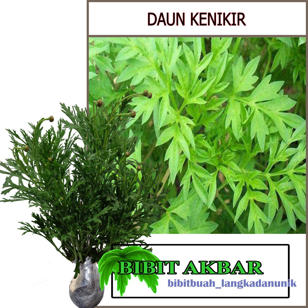 Bibit Tanaman Daun Kenikir Shopee Indonesia