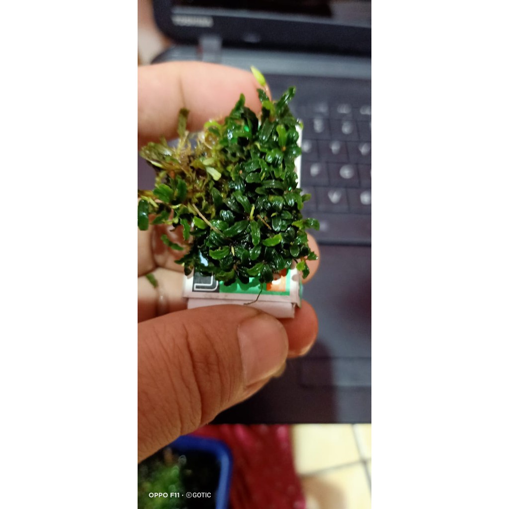 BUCE SUPER MINI PER MIKA | BUCE MICRO | BUCEPHALANDRA AQUASCAPE