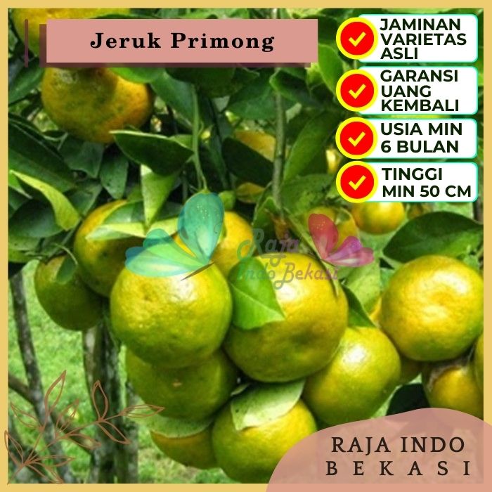 Bibit Tanaman Buah JERUK PRIMONG Premium