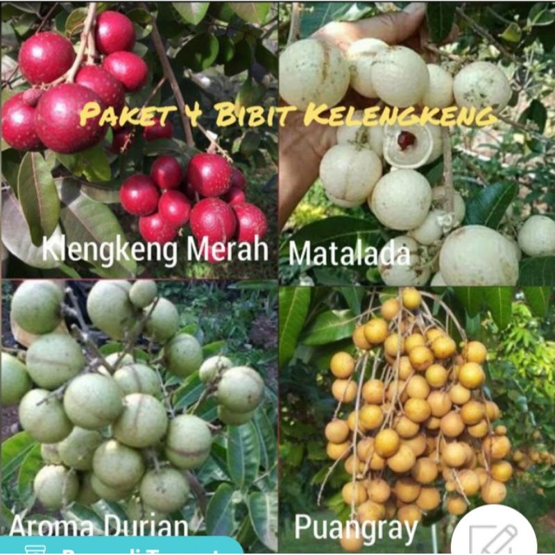 paket 4 bibit jenis kelengkeng