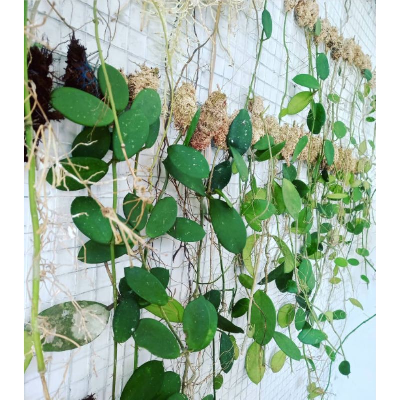 HOYA DIVERSIFOLIA TANAMAN HOYA LANGKA TANAMAN GANTUNG MERAMBAT HOYA HIJAU