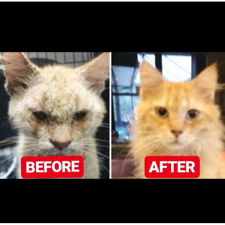 [A01] OBAT JAMUR KUCING / PAKET OBAT VITAMIN KUCING / OBAT BULU KUCING / KUTU KUCING SCABIES IRITASI