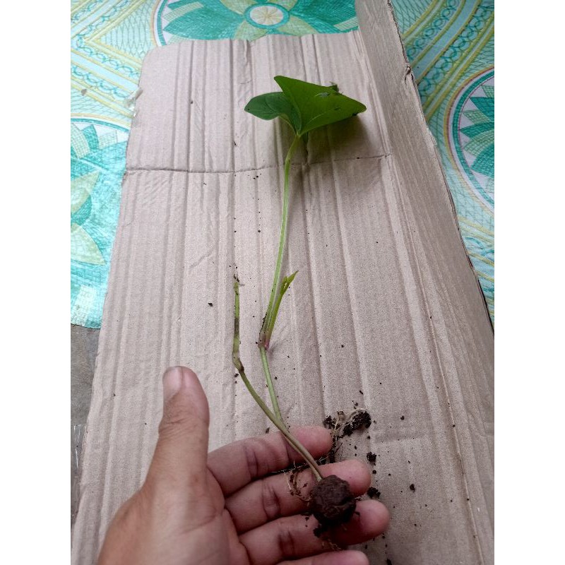 bibit uwi manis siap tanam