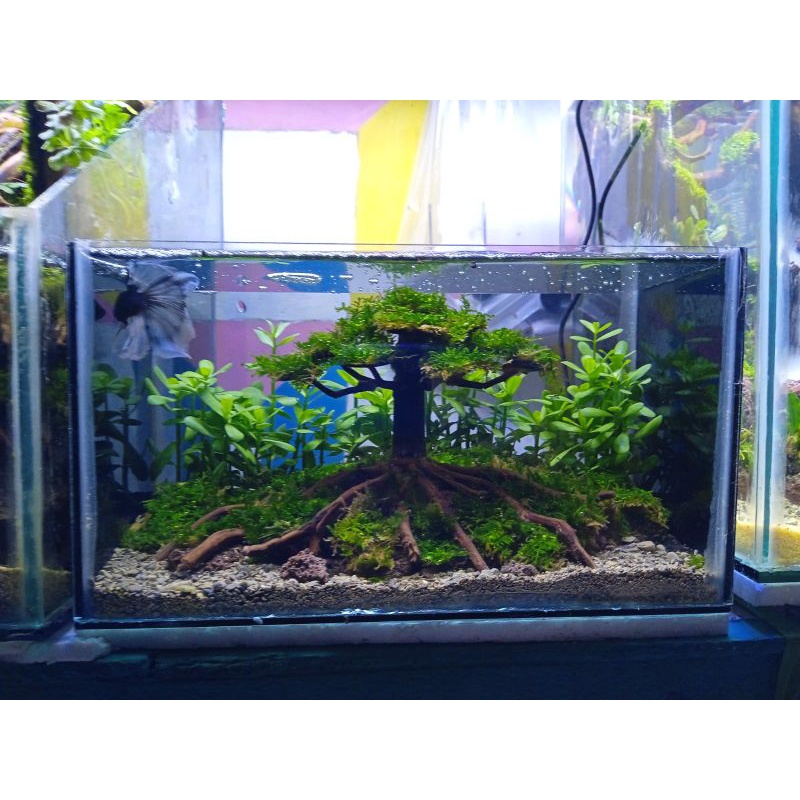 aquascape mini