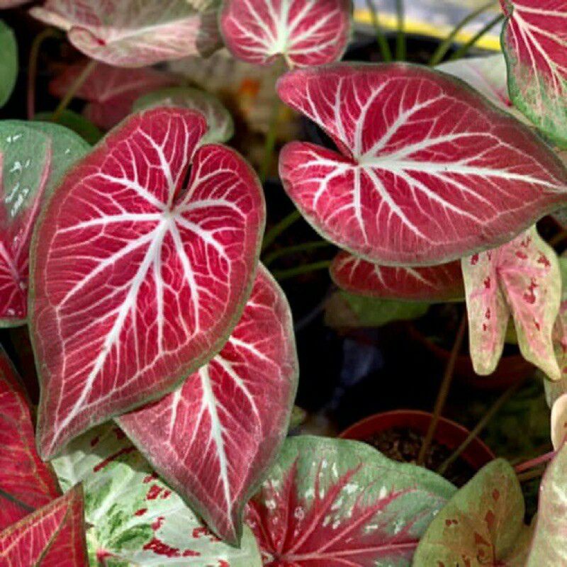 UMBI Caladium the rich of thai
