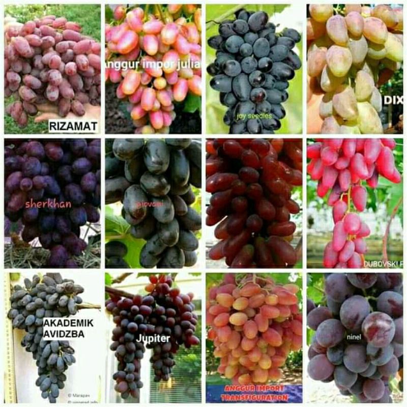 

4batang anggur import orginal