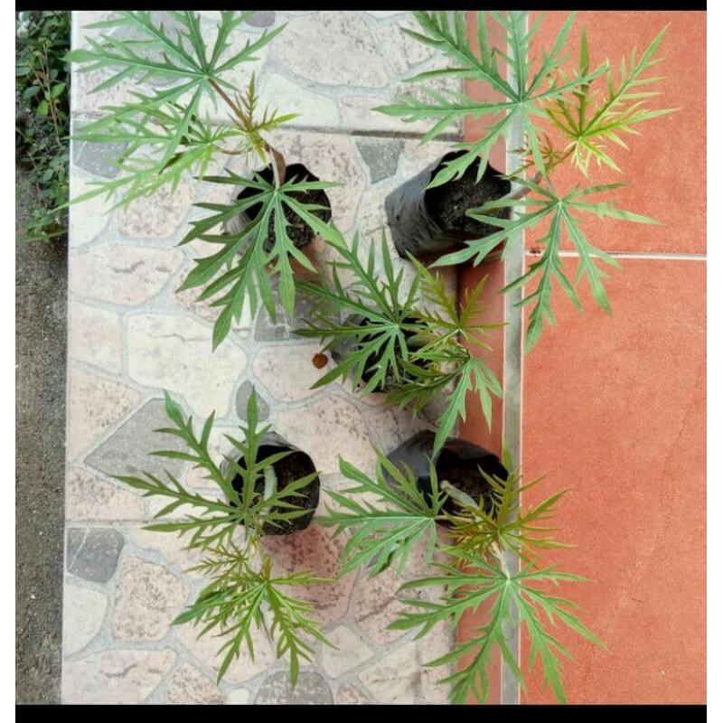 bibit yodium/betadine