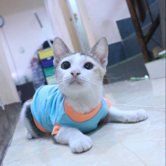 Kaos ucansee lucu untuk kucing dan anjing lucu / baju kucing murah size S-XL