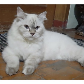 Jual kucing kitten Harga Terbaik - Hobi u0026 Koleksi November 2021 