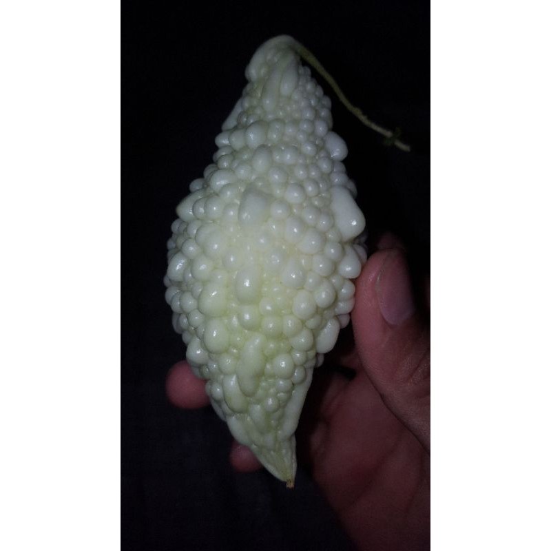 

buah pare hutan