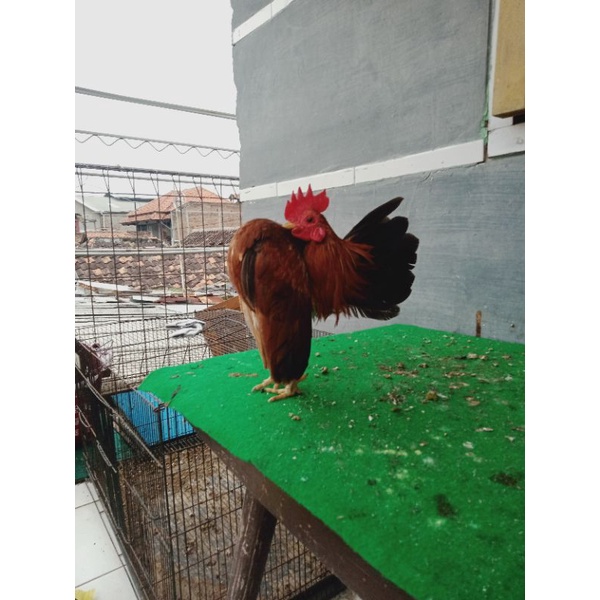 ayam Serama