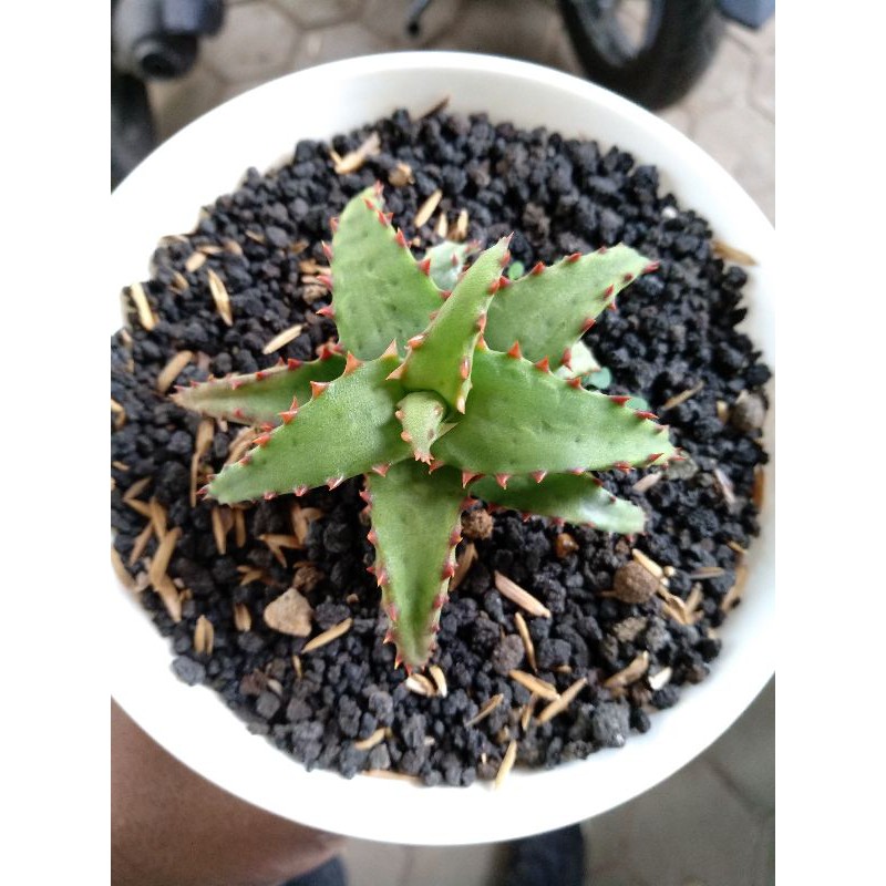 Keluarga Kaktus-sukulen/Aloevera/Lidah Buaya Castilloniae (RAREST/MEDIUM)