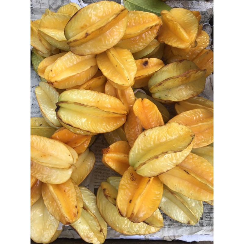 

Belimbing dewi / belimbin dewi super khas depok