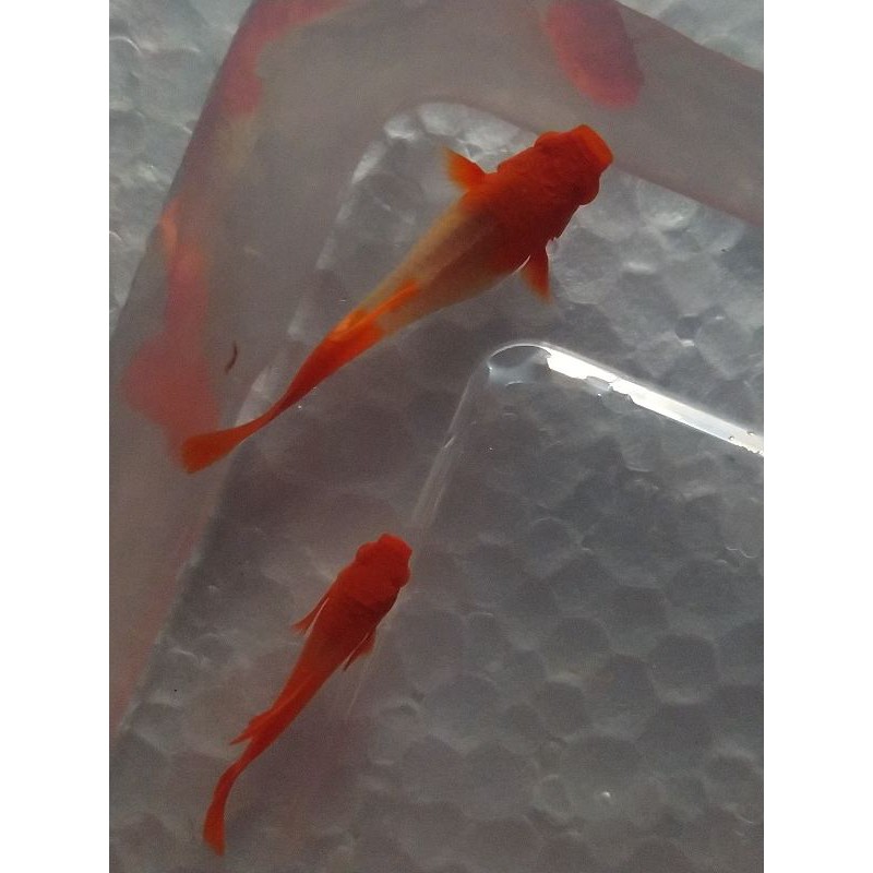 albino koi red ear