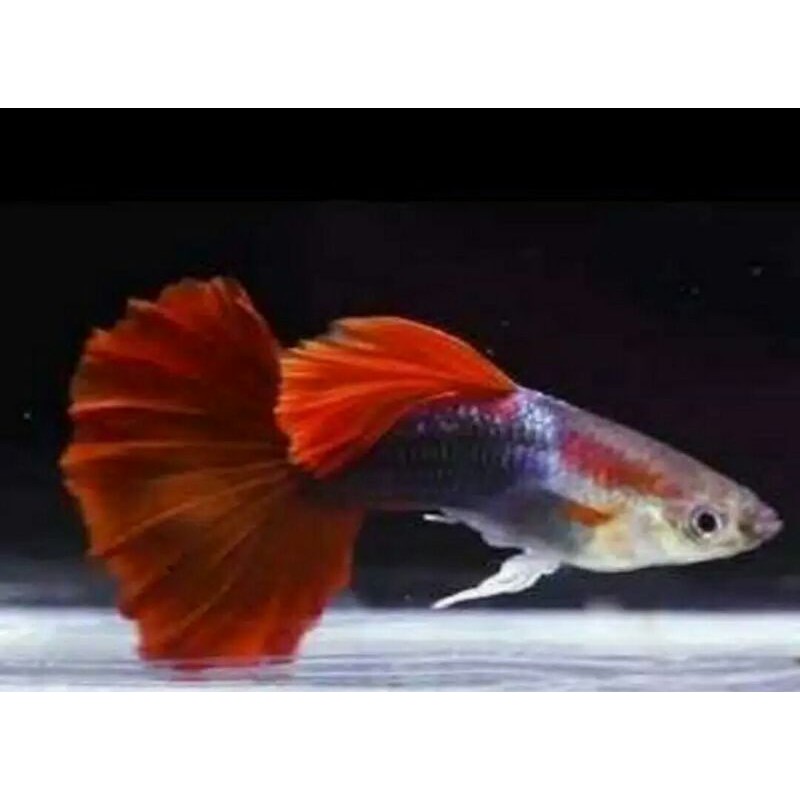 

ikan Guppy Hb red