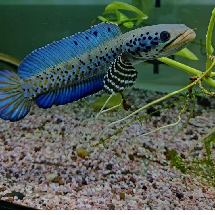 Penjualan Terbanyak.. Orna YL Premium