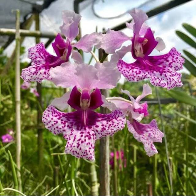 Anggrek Pensil  Shopee Indonesia  Anggrek Pensil  Shopee Indonesia