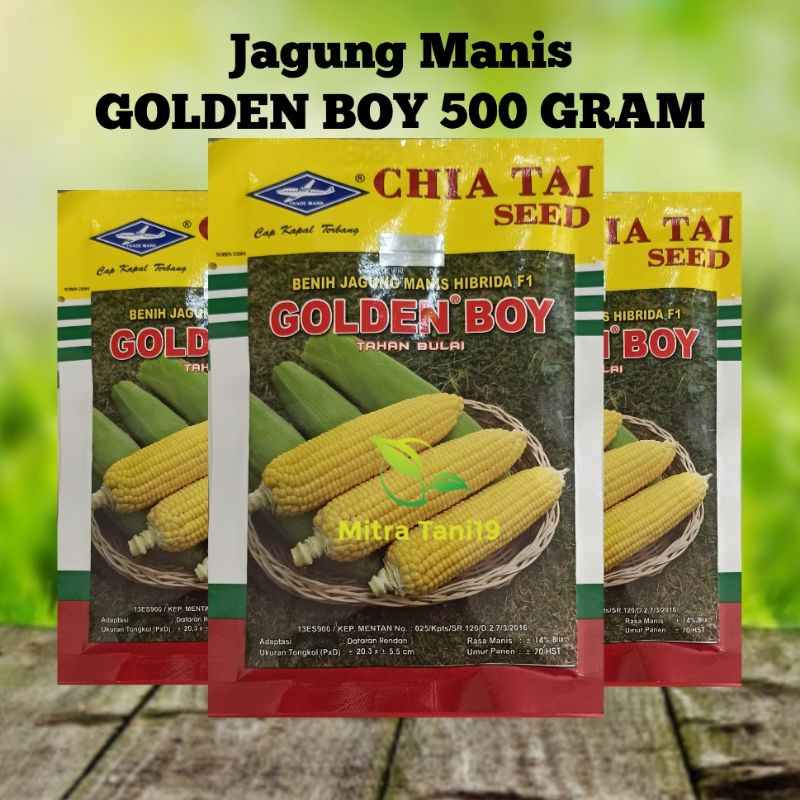 BENIH BIBIT JAGUNG KUNING MANIS GOLDEN BOY 500 GRAM CAP KAPAL TERBANG BISI